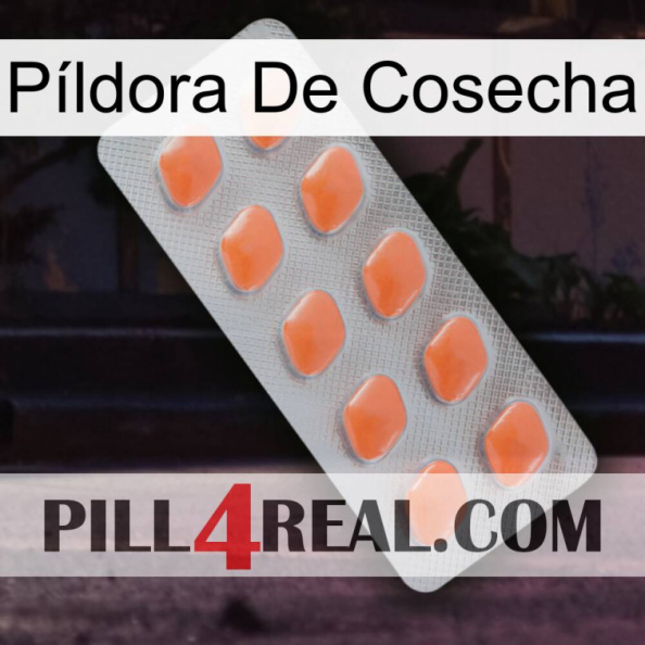 Píldora De Cosecha 26.jpg